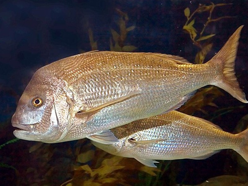 Silver snapper